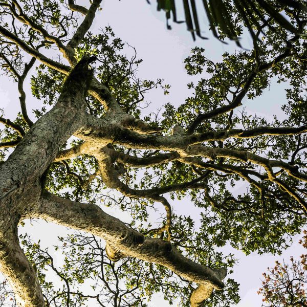 FOREST CONSERVATION